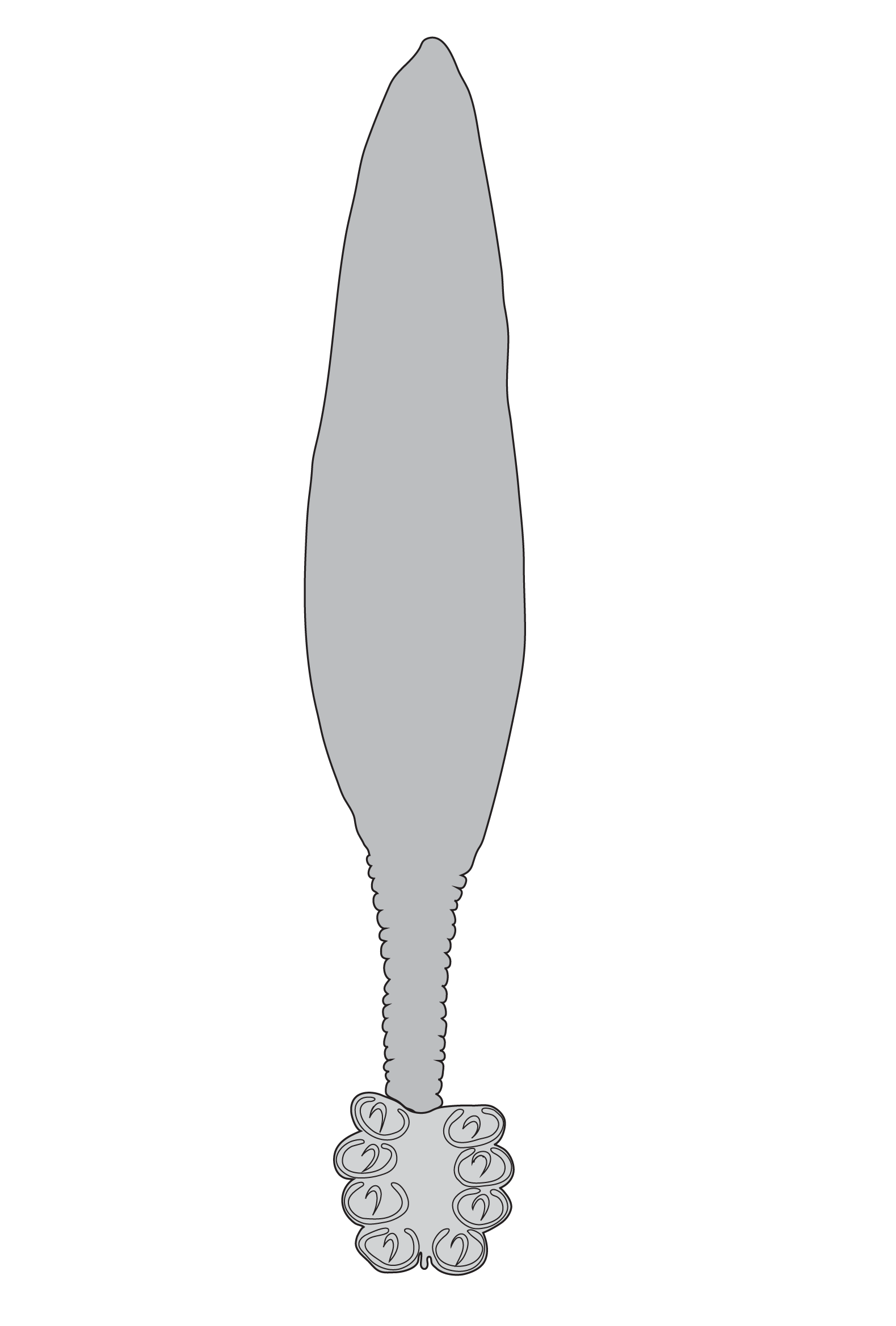 พยาธิใบไม้ (Flukes / Monogeneans) ในปลาทะเล: อาการ การจุ่มน้ำจืด และการรักษาด้วยพราซิควอนเทล