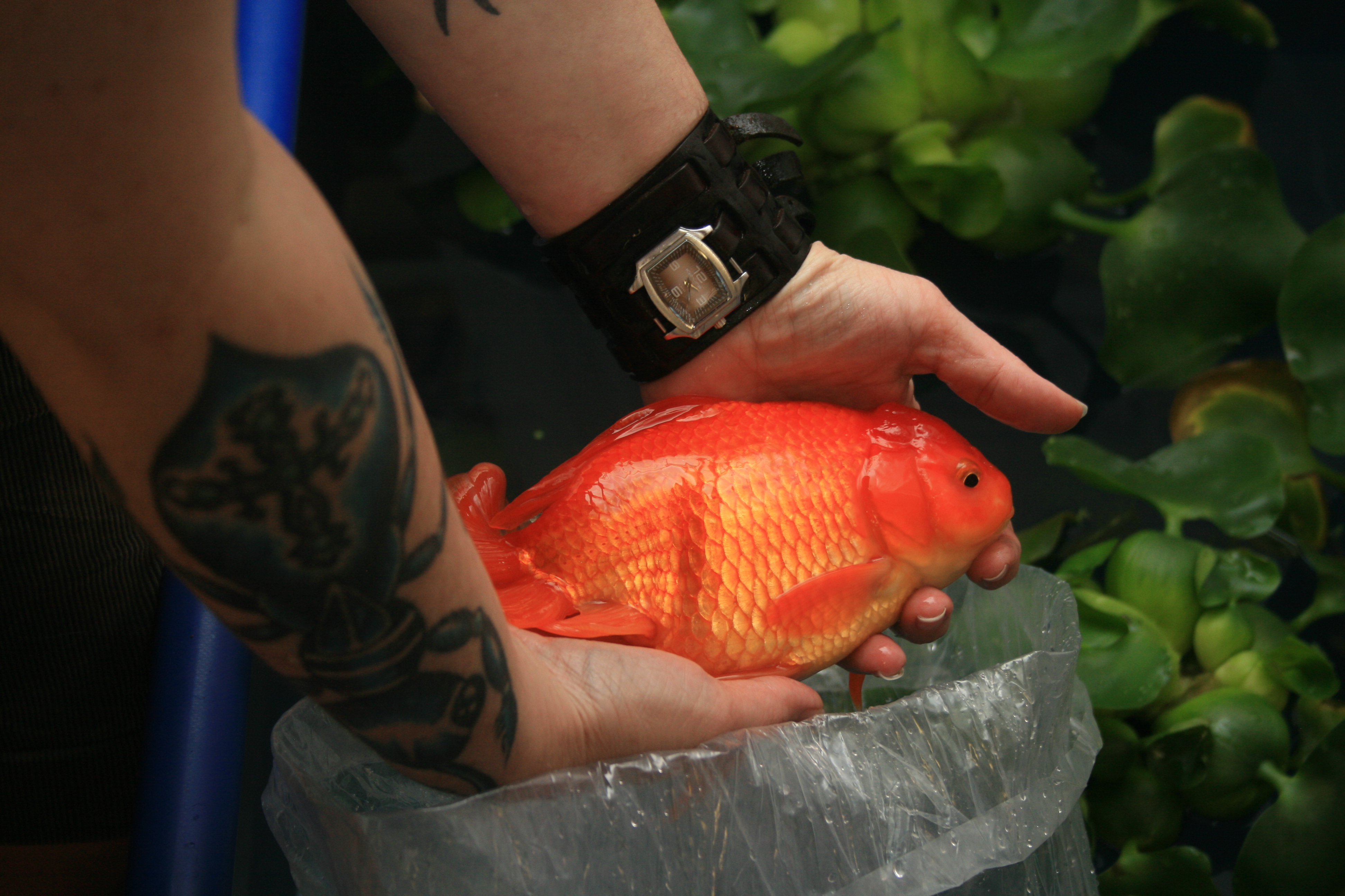 โรคถุงลม (Swim Bladder Disorder) ในปลาน้ำจืด: ทำไมปลาลอย จม หรือว่ายตะแคง และแก้ที่ต้นเหตุยังไง