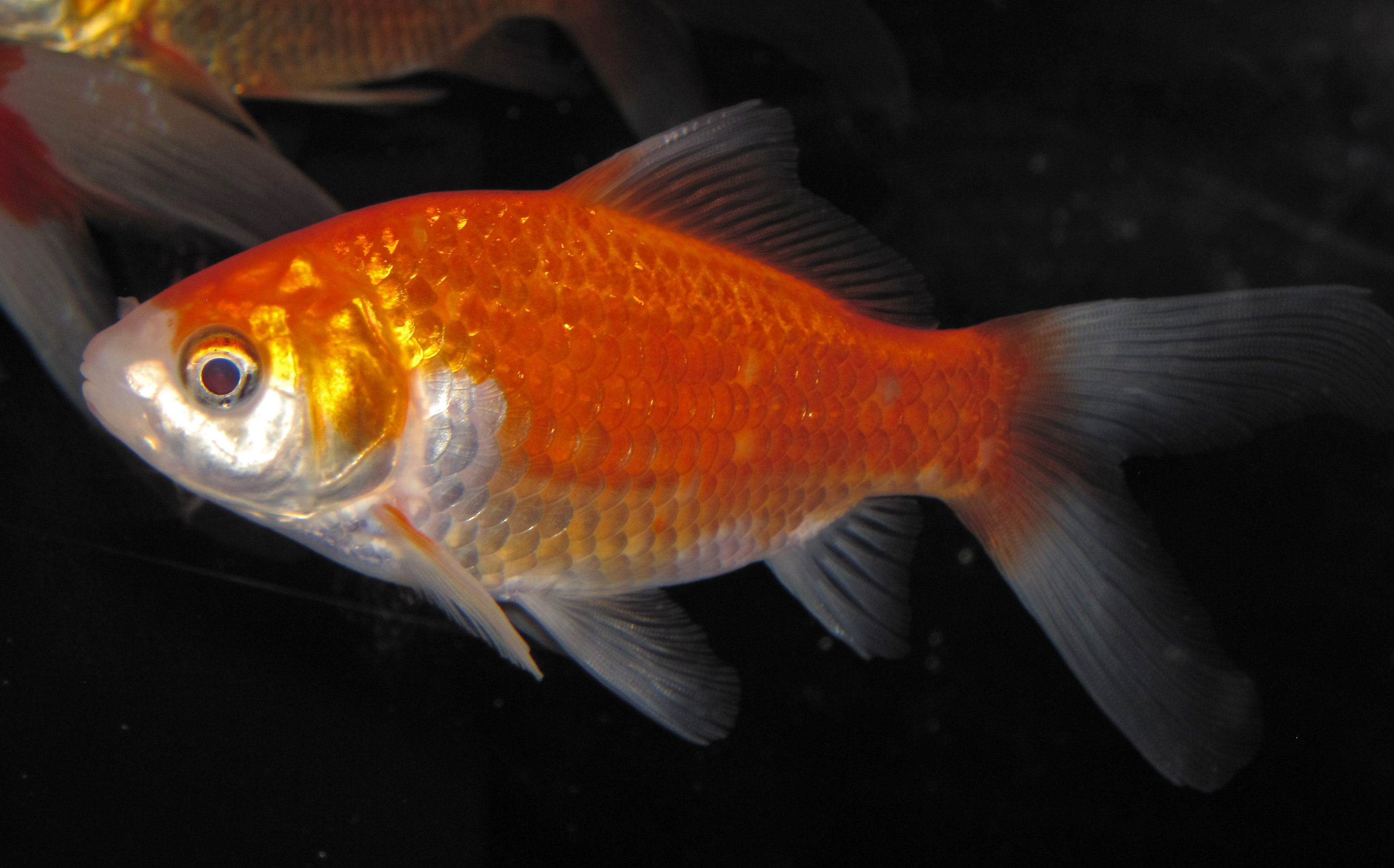 เลี้ยงปลาทอง (Goldfish) ให้ถูกวิธี: ทำไมโหลแก้วถึงฆ่าปลา ขนาดตู้ อุณหภูมิ และการให้อาหารที่ถูกต้อง