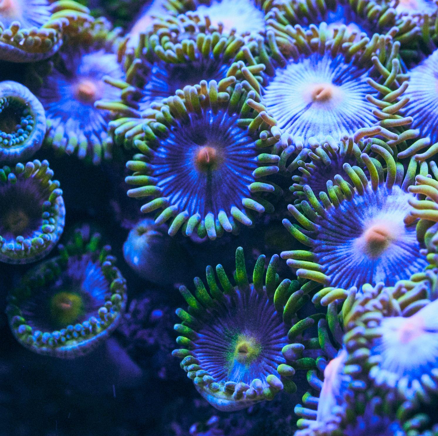 Palytoxin ในปะการัง Zoanthid/Palythoa (ซูแอนทิด/ปาลิโธอา): พิษร้ายแรงที่มือใหม่ต้องรู้ก่อนจับหรือกำจัด