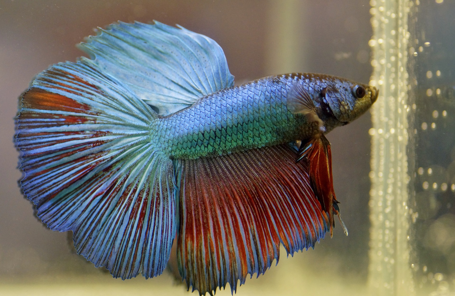 เลี้ยงปลากัด (Betta) อย่างถูกวิธี: ขนาดตู้ อุณหภูมิ การให้อาหาร และความเชื่อผิด ๆ ที่ควรเลิก