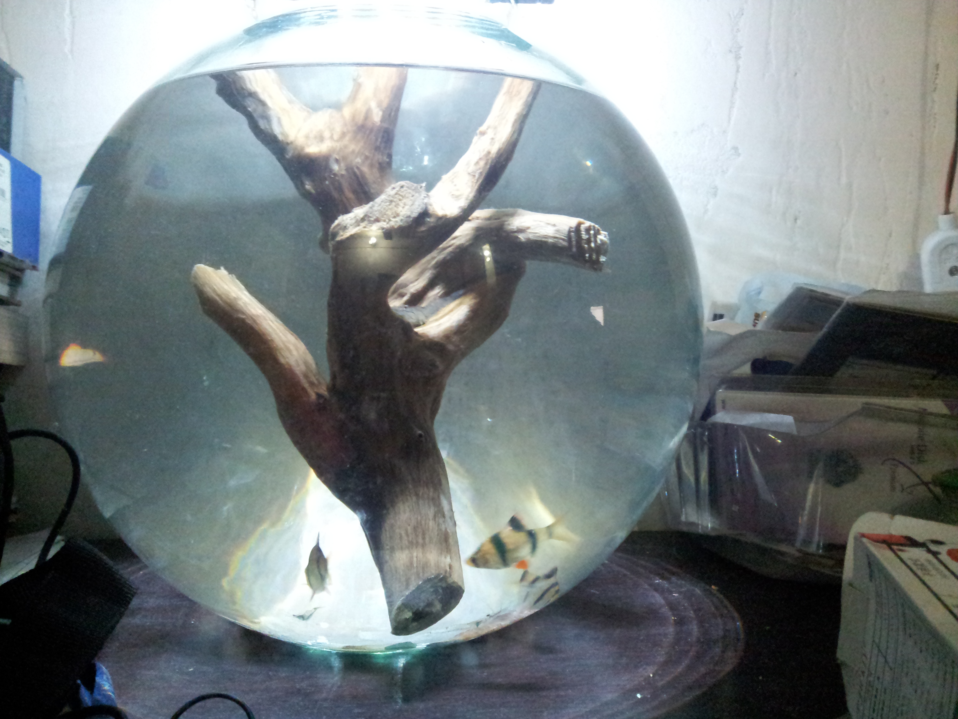 เตรียมขอนไม้ (driftwood) ก่อนลงตู้ไม้น้ำ: ทำให้จม แก้น้ำเหลืองจากแทนนิน และราขาวที่ผิว