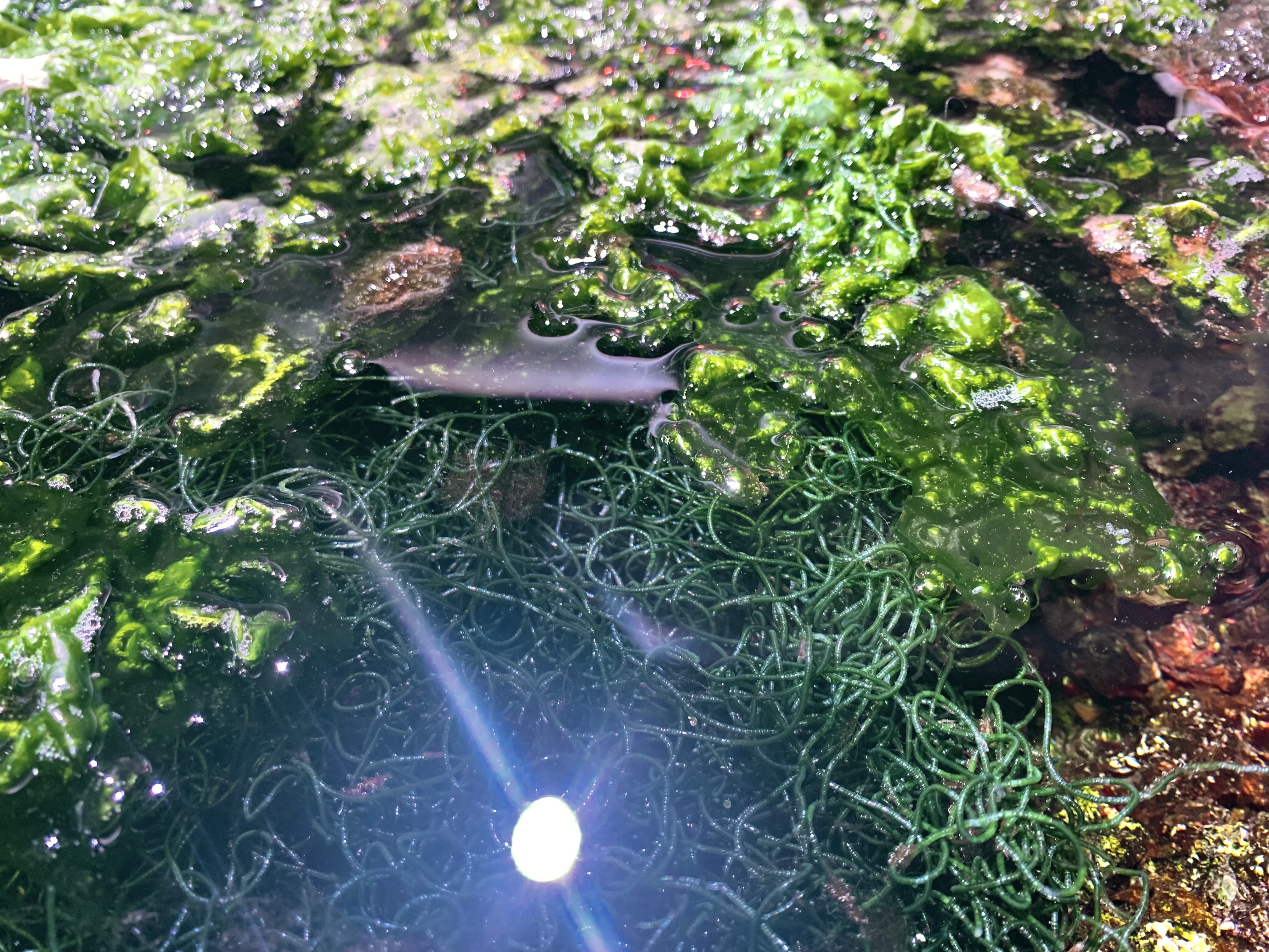 Refugium และสาหร่าย Chaetomorpha (Chaeto): กำจัดไนเตรตและฟอสเฟตแบบธรรมชาติในตู้ทะเล