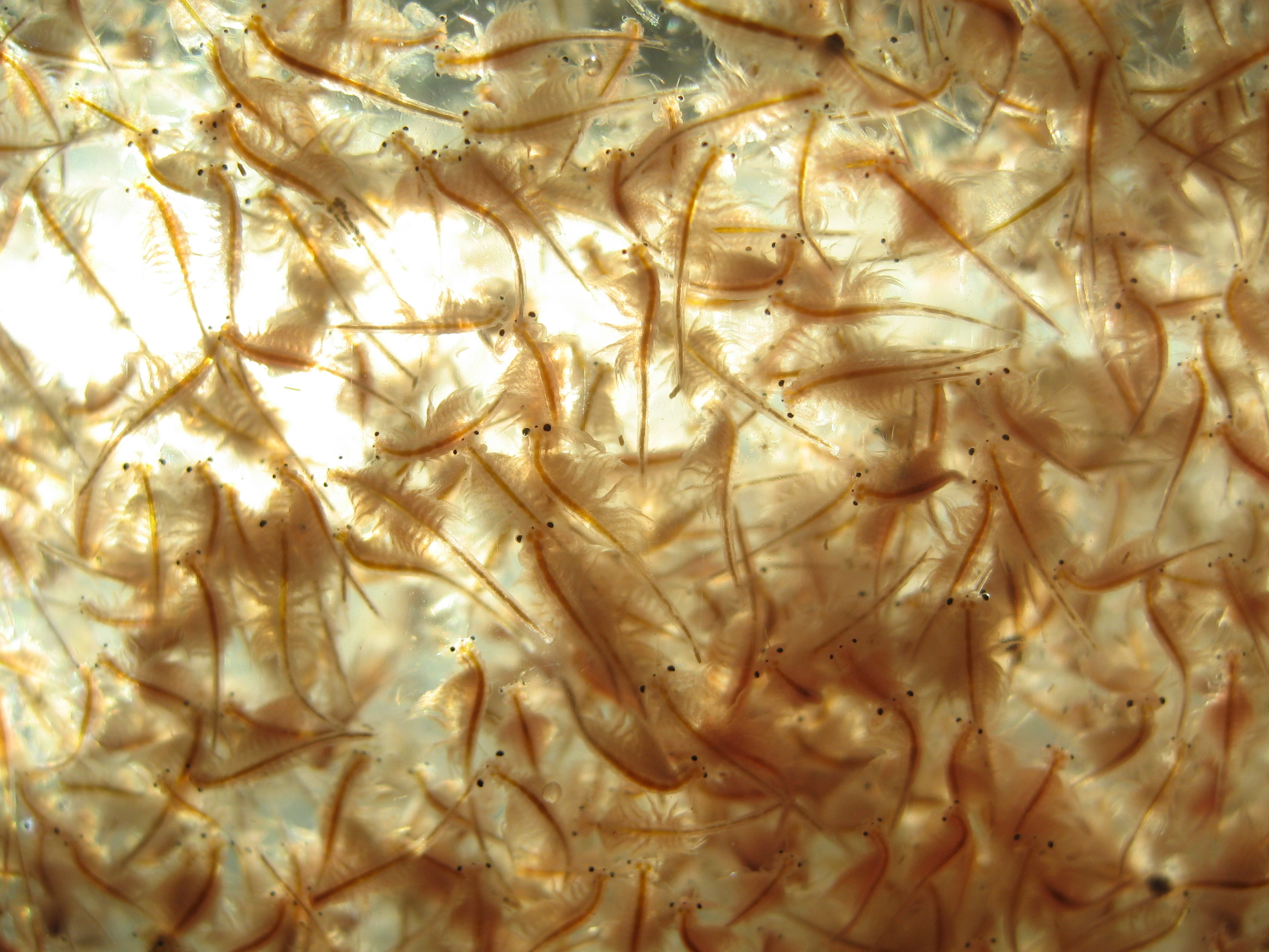 ฟักไข่ไรทะเล (Artemia / Baby Brine Shrimp) เอง: ค่าน้ำ เวลาฟัก และ "ช่วงเวลาทอง" ก่อนคุณค่าอาหารจะหายไป