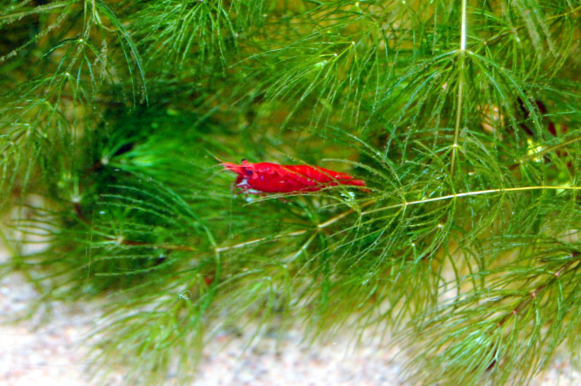 เลี้ยงกุ้งเชอร์รี่ (Neocaridina) สำหรับมือใหม่: ค่าน้ำ การปรับตัว และการเพาะขยายพันธุ์