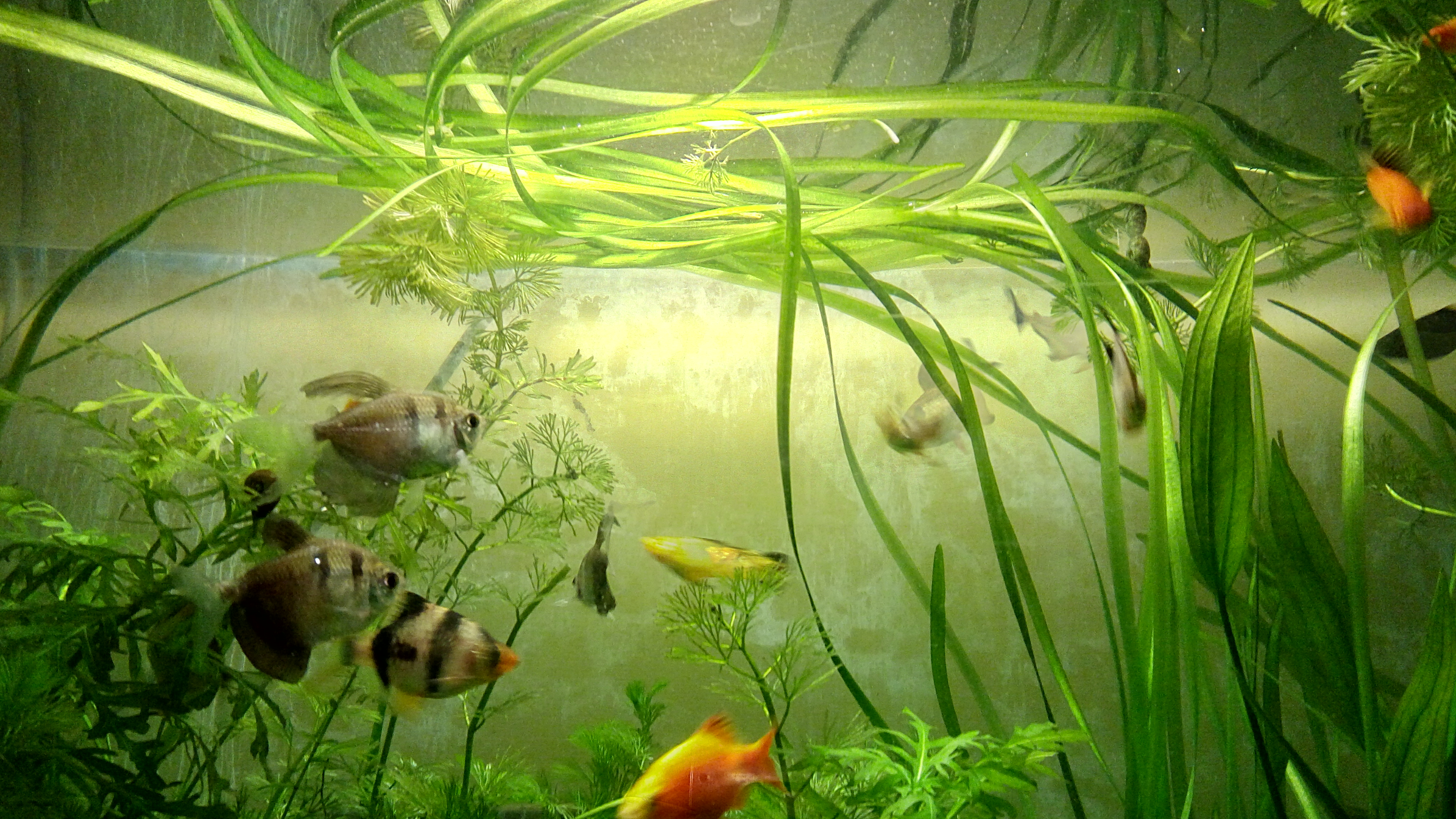รอบไนโตรเจนในตู้ใหม่ (Nitrogen Cycle): หัวใจของการเลี้ยงปลาให้รอด