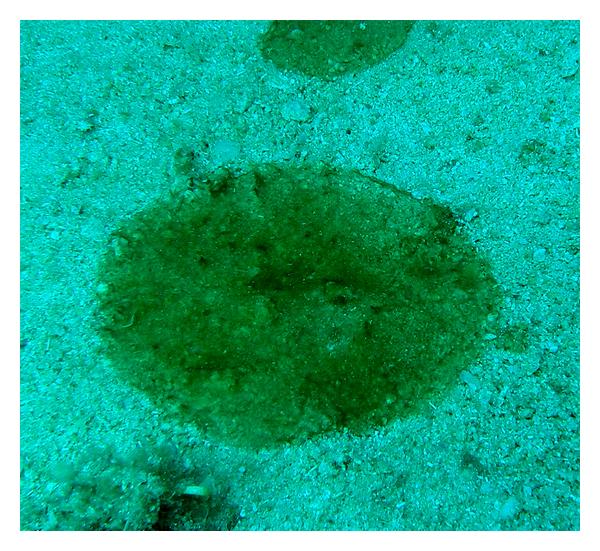 สาหร่ายเมือกแดง/ไซยาโนแบคทีเรีย (Cyanobacteria) ในตู้ปลา: ไม่ใช่สาหร่าย และวิธีกำจัดที่ต้นเหตุ