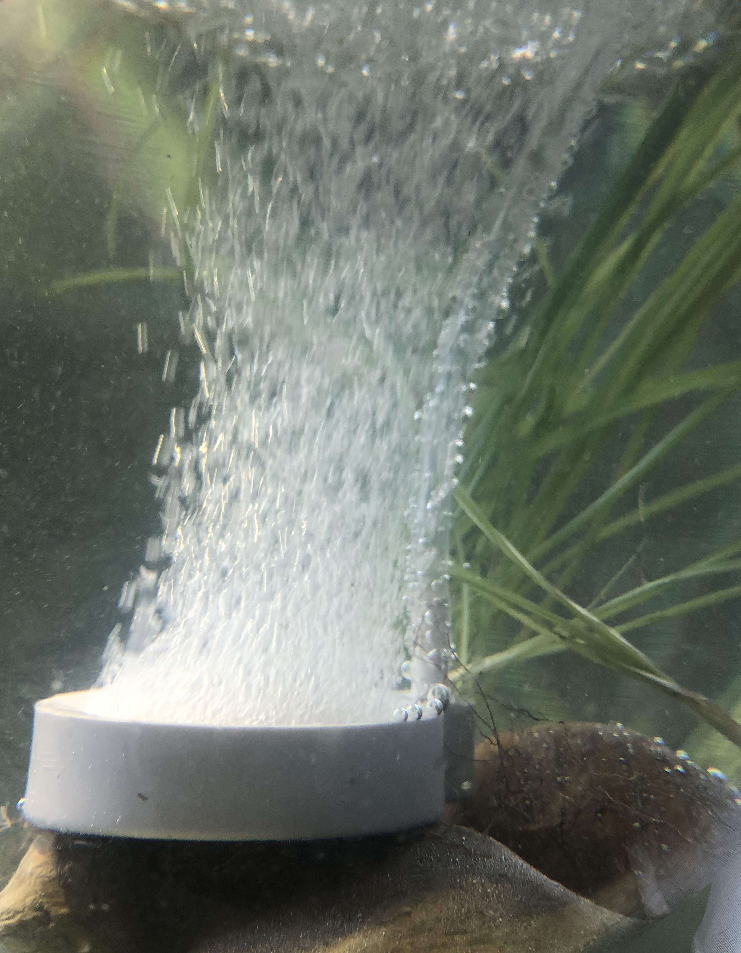ออกซิเจนละลายน้ำ (Dissolved Oxygen) และการเติมอากาศในตู้ปลา: ปลาหายใจพอไหม และเพิ่มยังไงให้ถูกวิธี