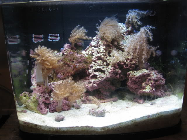 เริ่มตู้ทะเล (saltwater/reef) ตู้แรก ต้องมีอุปกรณ์อะไรบ้าง คู่มือมือใหม่