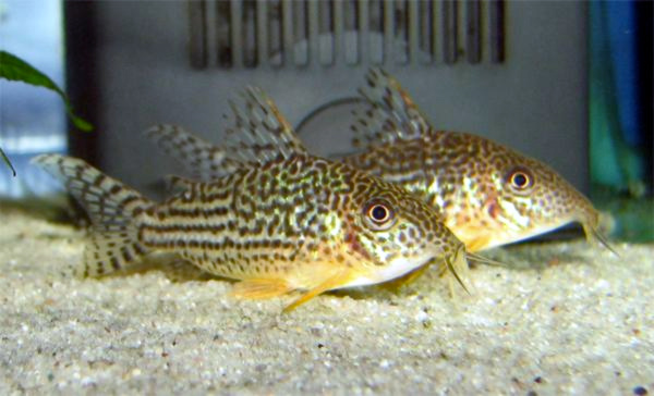 เกลือตู้ปลา (Aquarium Salt) ในตู้น้ำจืด: ใช้ตอนไหน ปริมาณเท่าไหร่ และปลา/พืชชนิดไหนที่ห้ามใช้