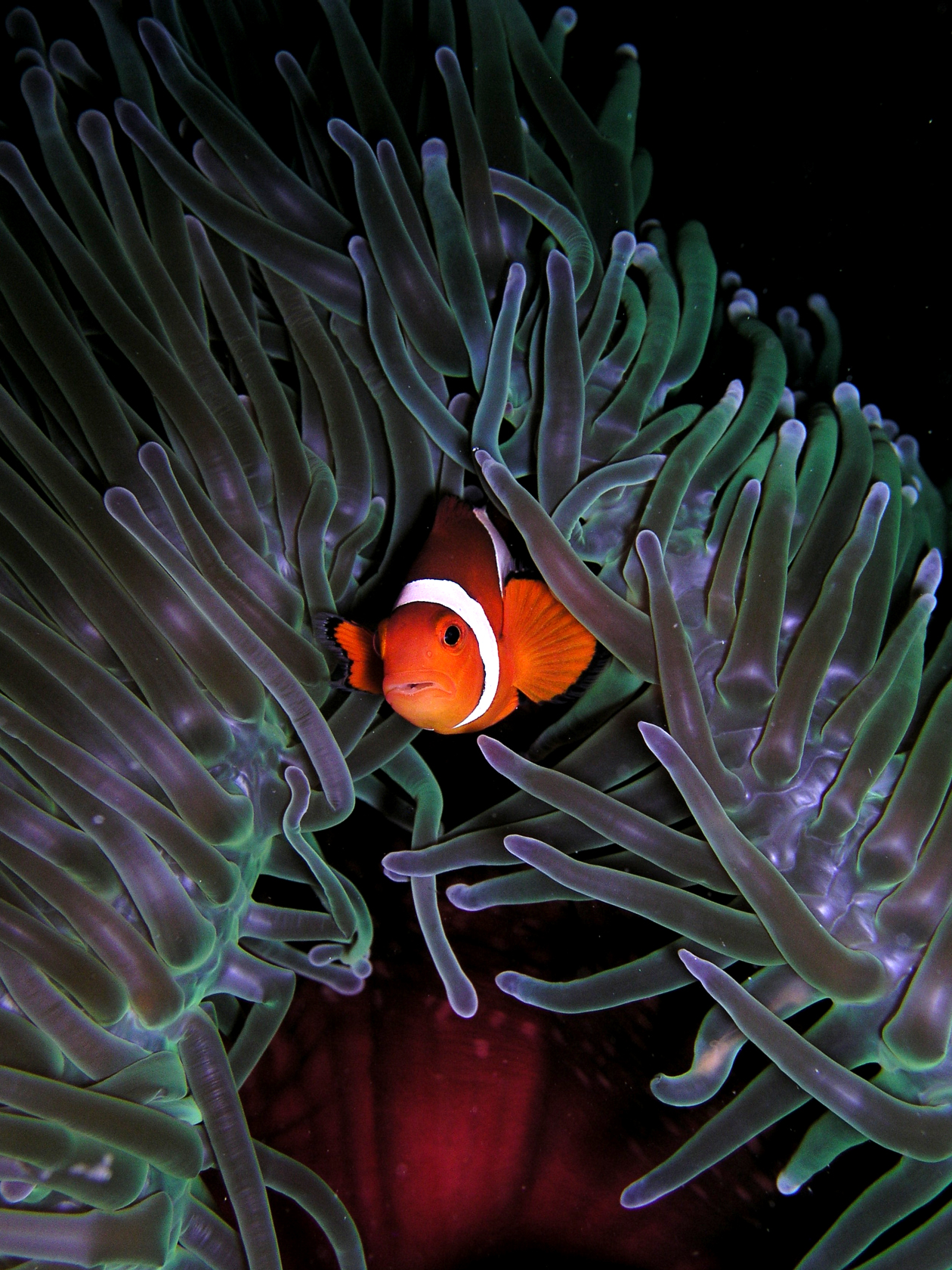 ปลาการ์ตูนกับ anemone (ดอกไม้ทะเล) เลี้ยงคู่กันต้องเตรียมอะไร