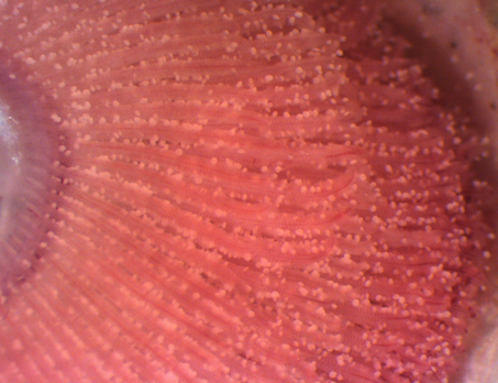 โรคสนิม/กำมะหยี่ในปลาทะเล (Marine Velvet / Amyloodinium ocellatum): นักฆ่าที่เร็วและร้ายที่สุดในตู้รีฟ