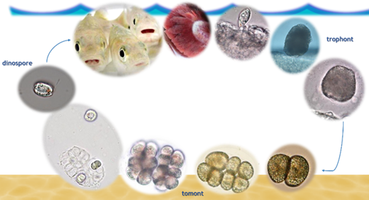 โรคสนิม/กำมะหยี่ในปลาทะเล (Marine Velvet / Amyloodinium ocellatum): นักฆ่าที่เร็วและร้ายที่สุดในตู้รีฟ รูปที่ 2