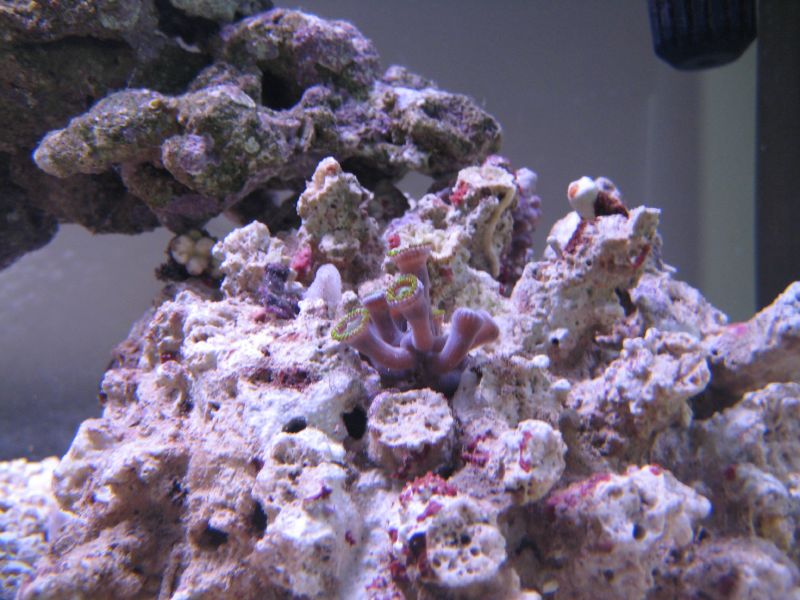 ปะการังอ่อน (soft coral) ตัวไหนเหมาะกับมือใหม่ที่สุด